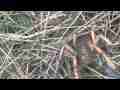Potato Bug on ground trying to burrow 2/6 Cat.#V10278, 1920x1080 H.264/AVCHD (.MTS), 18 sec. at 30fps 