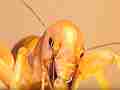 Potato Bug good closeup face Cat.#V10301, 1920x1080 H.264/AVC1 (.MOV), 15 sec. at 30fps 