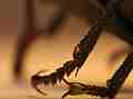 Black Beetle claws closeup Cat.#V10335, 1920x1080 H.264/AVC1 (.MOV), 13 sec. at 30fps 