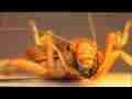 World's Ugliest Bug! (?) in Extreme Closeup Cat.#V10442, 1280x720 Windows Media .WMV, 132 sec. at 30fps 
