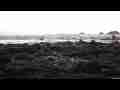 Malibu Tide Pools Closeup rocks Egret walk-thru Cat.#V10657, 1920x1080 H.264/AVC1 (.MOV), 46 sec. at 30fps 