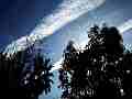Large old fat jet trails drift behind trees and dish timelapse Cat.#V10736, 1920x1080 Motion JPEG (.AVI), 1 sec. at 30fps 