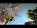 Canon 300HS Moon+Jupiter star rotation through trees timelapse Cat.#V10754, 1920x1080 Motion JPEG(.AVI), 21 sec. at 30fps 