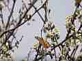 Painted Lady Butterfly on Plum Blossoms (realtime clip) Cat.#V10939, 1920x1080 H.264/avc1(.MOV), 11 sec. at 30fps 