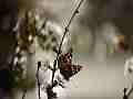 Painted Lady Butterfly on Plum Blossoms (realtime clip) Cat.#V10941, 1920x1080 H.264/avc1(.MOV), 3 sec. at 30fps 