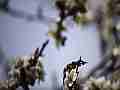 Painted Lady Butterfly on Plum Blossoms (realtime clip) Cat.#V10942, 1920x1080 H.264/avc1(.MOV), 6 sec. at 30fps 