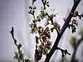 Painted Lady Butterfly on Plum Blossoms (realtime clip) Cat.#V10948, 1920x1080 H.264/avc1(.MOV), 12 sec. at 30fps 