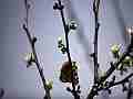 Painted Lady Butterfly on Plum Blossoms (realtime clip) Cat.#V10952, 1920x1080 H.264/avc1(.MOV), 9 sec. at 30fps 