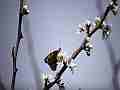 Painted Lady Butterfly on Plum Blossoms (realtime clip) Cat.#V10955, 1920x1080 H.264/avc1(.MOV), 15 sec. at 30fps 