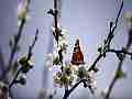 Painted Lady Butterfly on Plum Blossoms (realtime clip) Cat.#V10958, 1920x1080 H.264/avc1(.MOV), 12 sec. at 30fps 