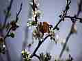Painted Lady Butterfly on Plum Blossoms (realtime clip) Cat.#V10960, 1920x1080 H.264/avc1(.MOV), 14 sec. at 30fps 