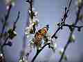 Painted Lady Butterfly on Plum Blossoms (realtime clip) Cat.#V10964, 1920x1080 H.264/avc1(.MOV), 15 sec. at 30fps 