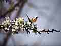 Painted Lady Butterfly on Plum Blossoms (realtime clip) Cat.#V10968, 1920x1080 H.264/avc1(.MOV), 10 sec. at 30fps 