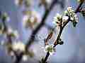 Painted Lady Butterfly on Plum Blossoms (realtime clip) Cat.#V10980, 1920x1080 H.264/avc1(.MOV), 7 sec. at 30fps 