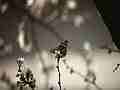 Painted Lady Butterfly on Plum Blossoms (realtime clip) Cat.#V10982, 1920x1080 H.264/avc1(.MOV), 7 sec. at 30fps 