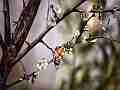 Painted Lady Butterfly on Plum Blossoms (realtime clip) Cat.#V10984, 1920x1080 H.264/avc1(.MOV), 24 sec. at 30fps 