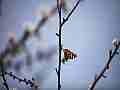 Painted Lady Butterfly on Plum Blossoms (realtime clip) Cat.#V10990, 1920x1080 H.264/avc1(.MOV), 2 sec. at 30fps 