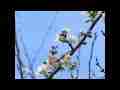 Painted Lady slow motion on Plum Blossoms 300fps fly-off Cat.#V11011, 512x384 H.264/AVC1 (.MOV), 29 sec. at 30fps 