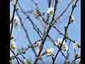 300fps Slow Motion Painted Lady Butterfly clip samples 1/3 Cat.#V11012, 512x384 H.264/AVC1 (.MOV), 13 sec. at 30fps 