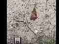 300fps Slow Motion Painted Lady Butterfly clip samples 1/3 Cat.#V11013, 512x384 H.264/AVC1 (.MOV), 8 sec. at 30fps 