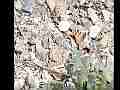 300fps Slow Motion Painted Lady Butterfly clip samples 2/3 Cat.#V11019, 512x384 H.264/AVC1 (.MOV), 9 sec. at 30fps 