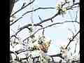 300fps Slow Motion Painted Lady Butterfly clips Cat.#V11028, 512x384 H.264/AVC1 (.MOV), 16 sec. at 30fps 