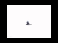 Raven flying overhead slow motion 300fps Casio EX-F1 Cat.#V11033, 512x384 H.264 (.MOV), 61 sec. at 30fps 