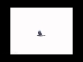 Raven flying overhead slow motion 300fps Casio EX-F1 Cat.#V11033, 512x384 H.264 (.MOV), 61 sec. at 30fps 