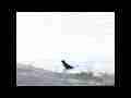 Raven bathing in Castaic Lake 300fps slow motion Cat.#V11036, 512x384 H.264 (.MOV), 64 sec. at 30fps 