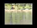 Gull landing in water 300fps slow motion Cat.#V11071, 512x384 H.264 (.MOV), 42 sec. at 30fps 