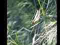 Western Tiger Swallowtail Butterfly Slow Motion Cat.#V11095, 512x384 H.264/AVC1 (.MOV), 12 sec. at 30fps 