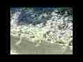 Swallowtail Butterfly slow motion flying low 300fps Cat.#V11099, 512x384 H.264/AVC1 (.MOV), 86 sec. at 30fps 