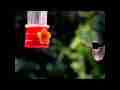 Black-Chinned Hummmingbird male slow motion fly-off (blurry) 300fps Cat.#V11102, 512x384 H.264/AVC1 (.MOV), 12 sec. at 30fps 
