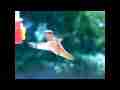 Slow motion Allen's Hummingbird male long feed and flyoff 300 fps Cat.#V11105, 512x384 H.264/AVC1 (.MOV), 42 sec. at 30fps 