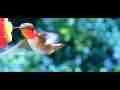 Allen's Hummingbird male nice fly-in feed and flyoff 600fps Cat.#V11109, 432x192 H.264/AVC1 (.MOV), 95 sec. at 30fps 