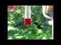 Slow motion Black chinned Hummmingbird male silhouette feed 300fps Cat.#V11110, 512x384 H.264/AVC1 (.MOV), 54 sec. at 30fps 