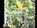 Gulf Frittilary Butterflies Slow Motion Cat.#V11123, 512x384 H.264/AVC1 (.MOV), 5 sec. at 30fps 