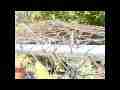 Gulf Fritillary Butterfly 300fps slow motion (selected scenes) Cat.#V11137, 512x384 H.264/AVC1 (.MOV), 64 sec. at 30fps 