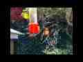 Great Hummingbird fight 300fps slow motion at feeder Cat.#V11142, 512x384 H.264/AVC1 (.MOV), 50 sec. at 30fps 