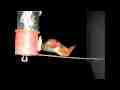 Slow motion male allen's hummingbird closeup hover feed and fly-off Cat.#V11151, 512x384 H.264/AVC1 (.MOV), 28 sec. at 30fps 