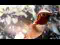 1080i male allen's super close-up realtime Cat.#V11170, 1920x1080 H.264/AVC1 (.MOV), 13 sec. at 30fps 