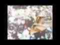 WOW! 300fps slow motion female allen's super close-up trimmed Cat.#V11199, 512x384 H.264/AVC1 (.MOV), 28 sec. at 30fps 