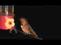 Male allens hummingbird sit feed fast fly-off (NICE-LONG) realtime with audio Cat.#V11290, 1920x1080 H.264 AVCHD (.MTS), 25 sec. at 30fps 