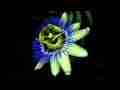 Beautiful Passionvine Blossoms in timelapse HD 1/3 Cat.#V11331, 1920x1080 Motion JPEG (.AVI), 20 sec. at 30fps 