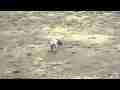 Herring Gulls courting on sandy beach Realtime 1/2 Cat.#V11362, 1920x1080 H.264 (.MOV), 27 sec. at 30fps 