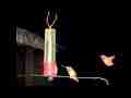 2 male Allens hummingbirds share feeder slow motion 300fps (TRIMMED) Cat.#V11383, 512x384 H.264/AVC1 (.MOV), 98 sec. at 30fps 
