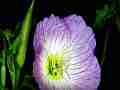 Mexican Primrose flowers opening timelapse Cat.#V11385b, 1920x1080 Motion JPEG (.AVI), 10 sec. at 30fps 