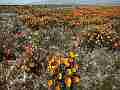 California Poppies - Close static Wide Cat.#V11400, 1920x1080 H.264/AVC1 (.MOV), 17 sec. at 30fps 