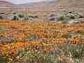 California Poppies - Zoomed pan left Cat.#V11407, 1920x1080 H.264/AVC1 (.MOV), 21 sec. at 30fps 