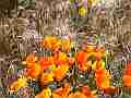California Poppies - Close static medium DOF Cat.#V11411, 1920x1080 H.264/AVC1 (.MOV), 5 sec. at 30fps 